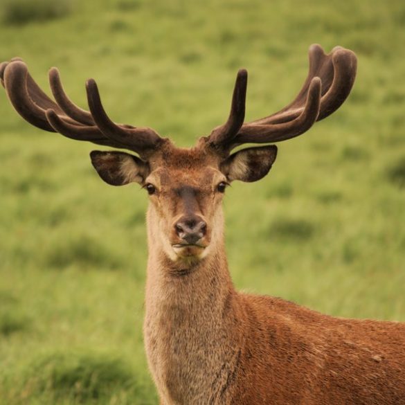 A guide to Irelands protected habitats & species