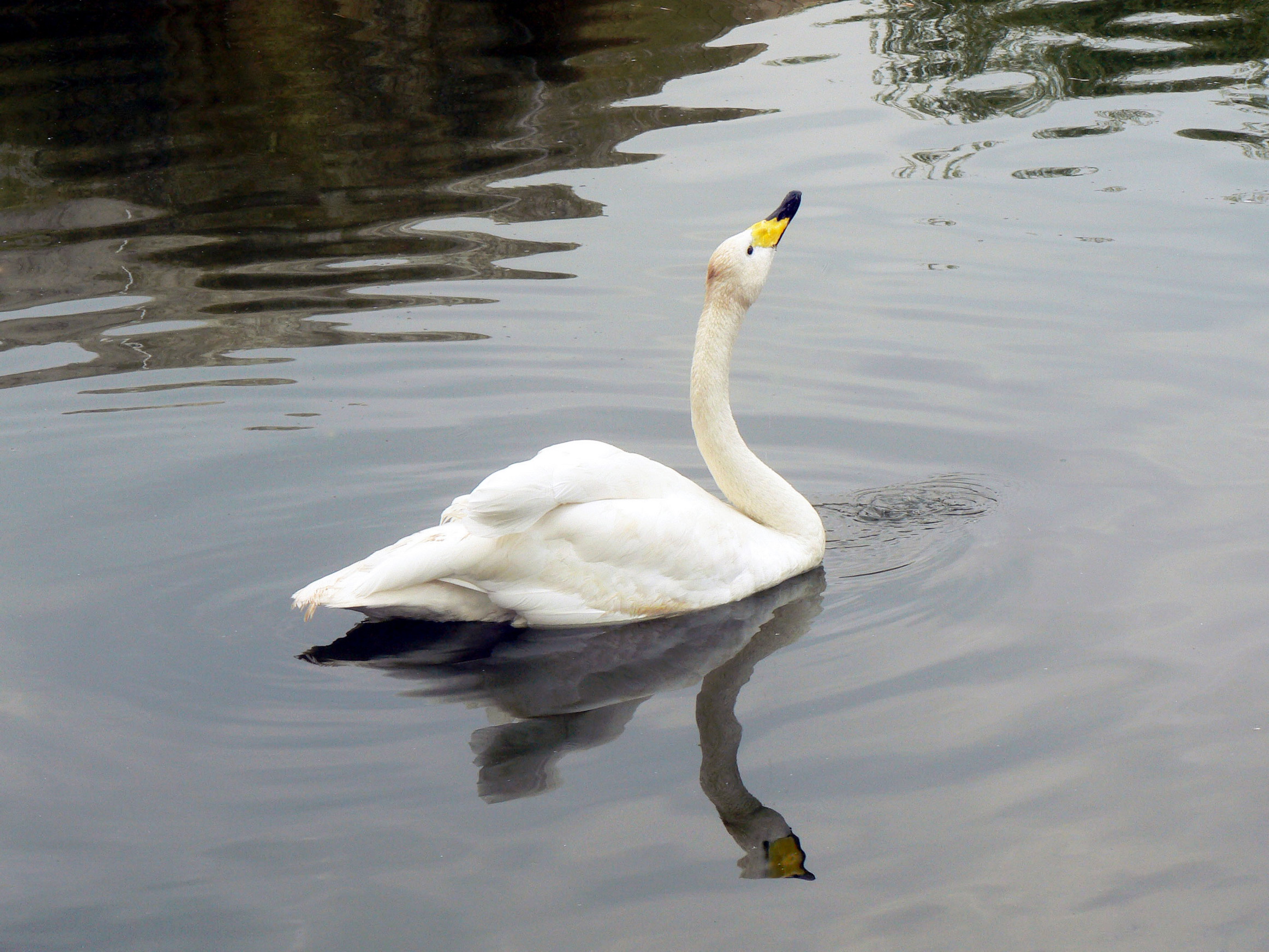 Whooper Swan A Guide To Irelands Protected Habitats Species