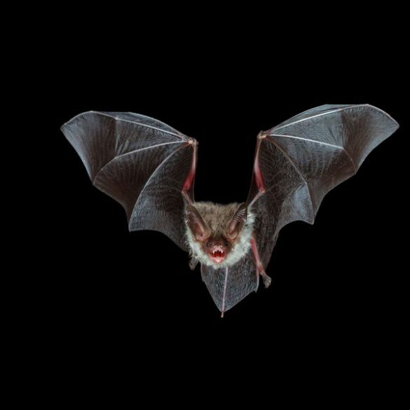 Whiskered Bat – A guide to Irelands protected habitats & species