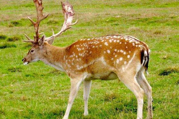 A guide to Irelands protected habitats & species