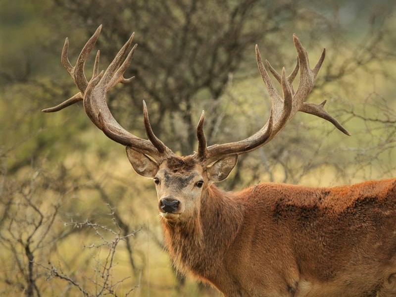 Kommunist operation Skyldfølelse Red Deer – A guide to Irelands protected habitats & species